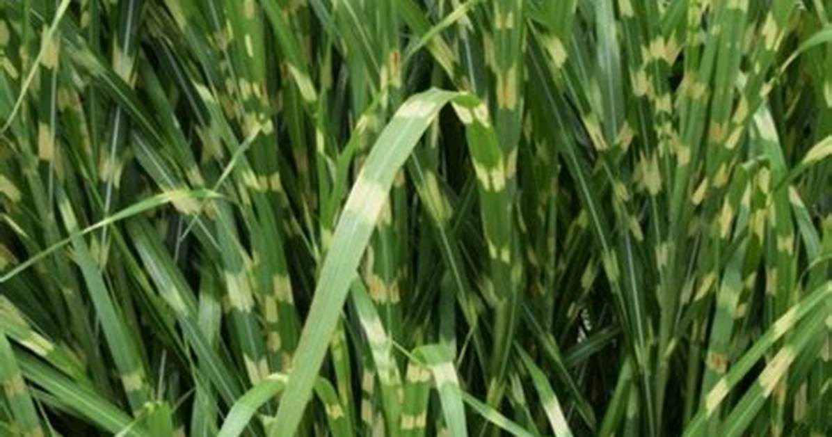 When to Cut Back Zebra Grass Uk?
