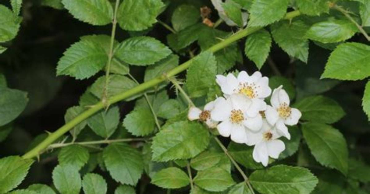 When to Cut Multiflora Rose?