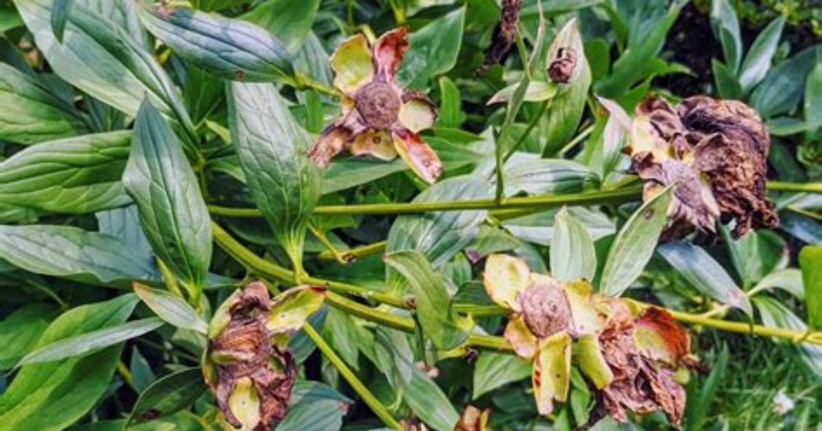When to Deadhead Peonies?