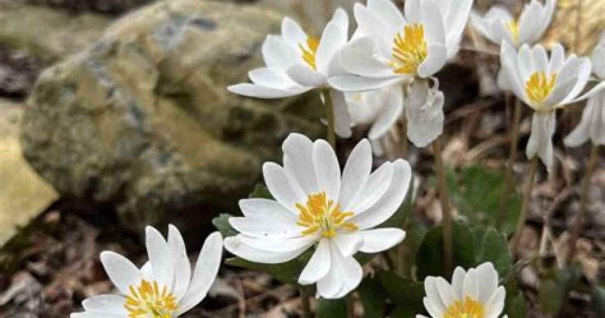 When to Dig Bloodroot?