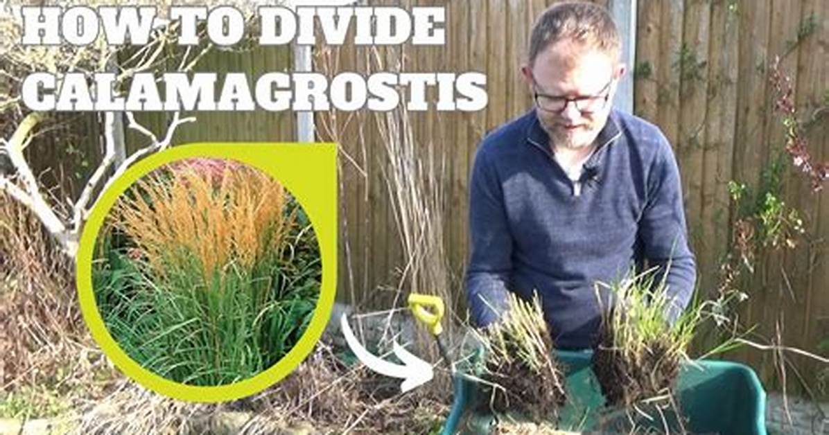 When to Divide Calamagrostis?