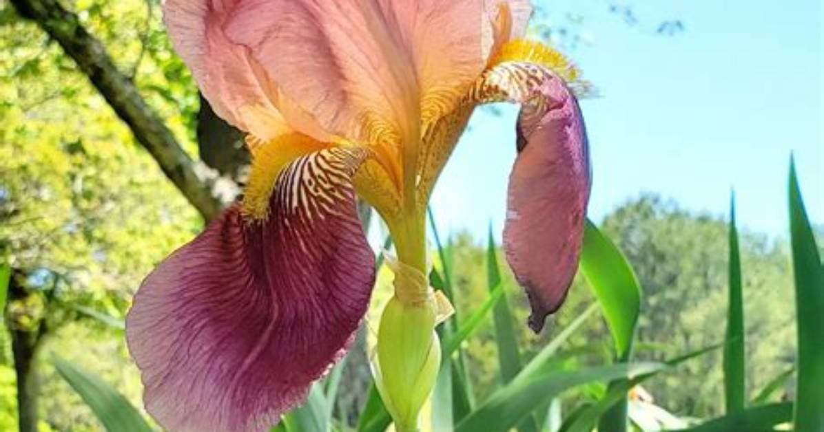 When to Divide Iris in Nc?