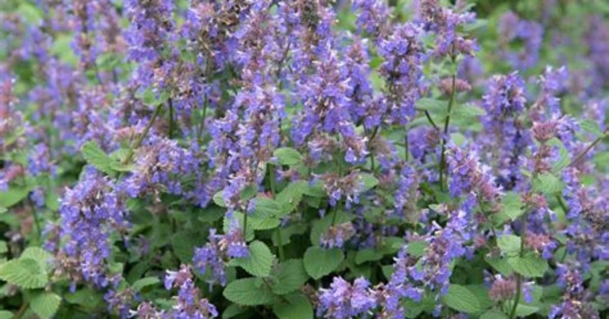 When to Divide Nepeta?