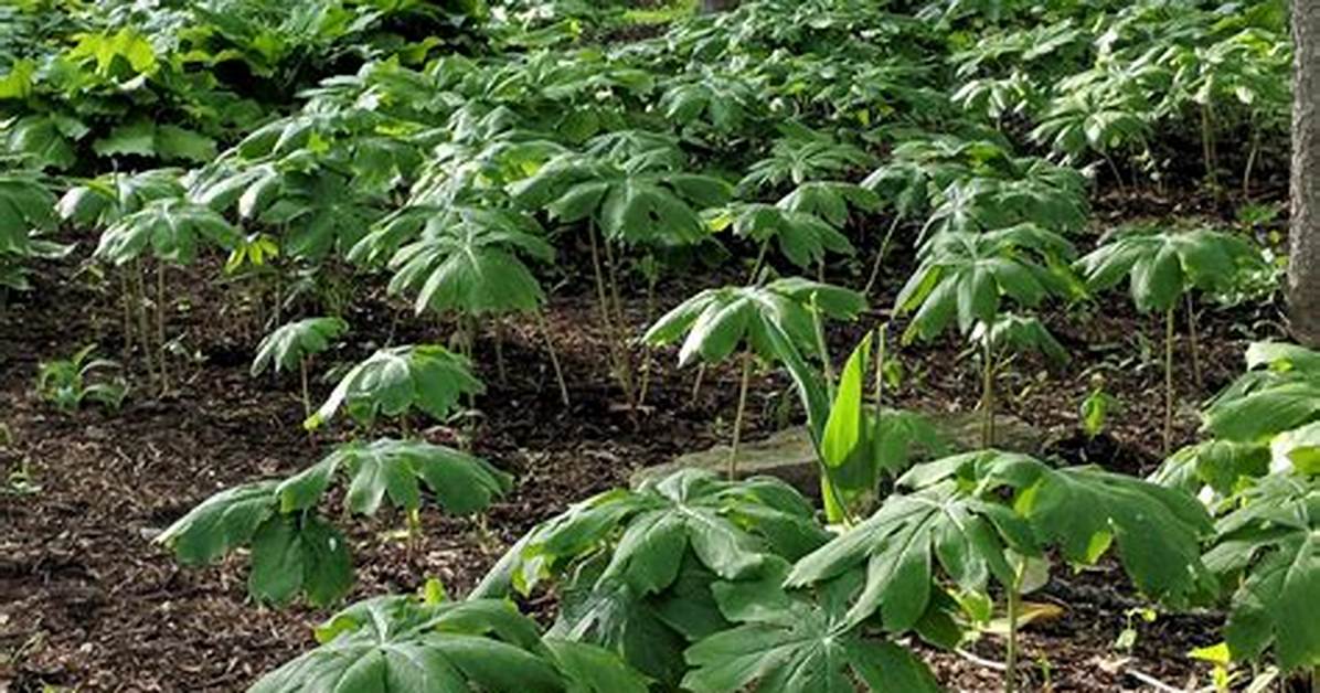 When to Divide Podophyllum?