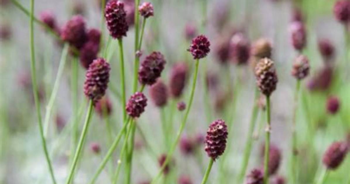 When to Divide Sanguisorba?
