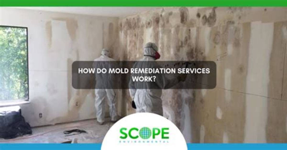 When to Do Mold Remediation?