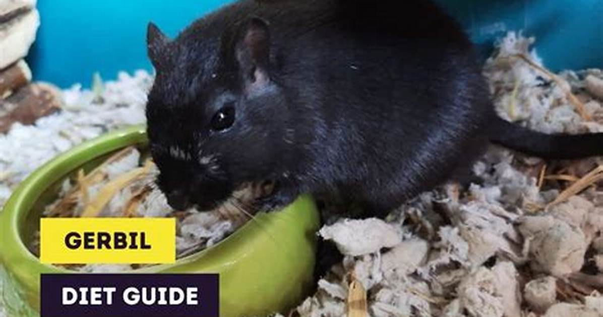When to Feed Gerbils?