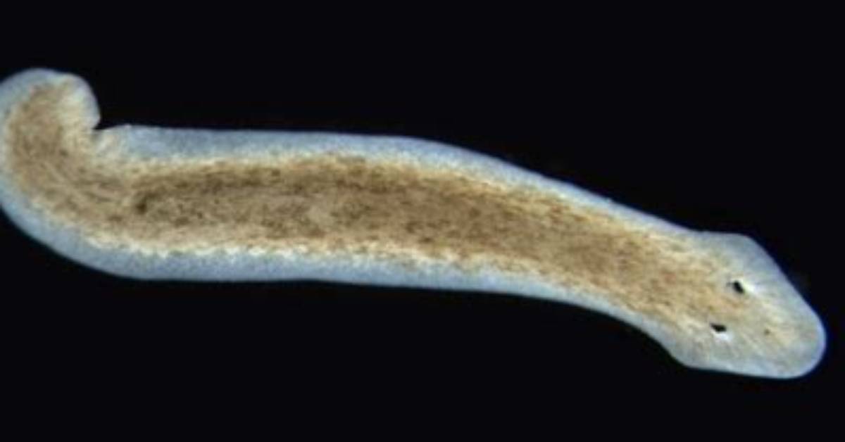 When to Feed Planaria?