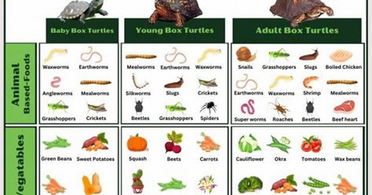 When to Feed Turtles?