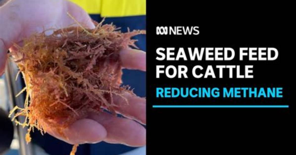 When to Feed with Seaweed?