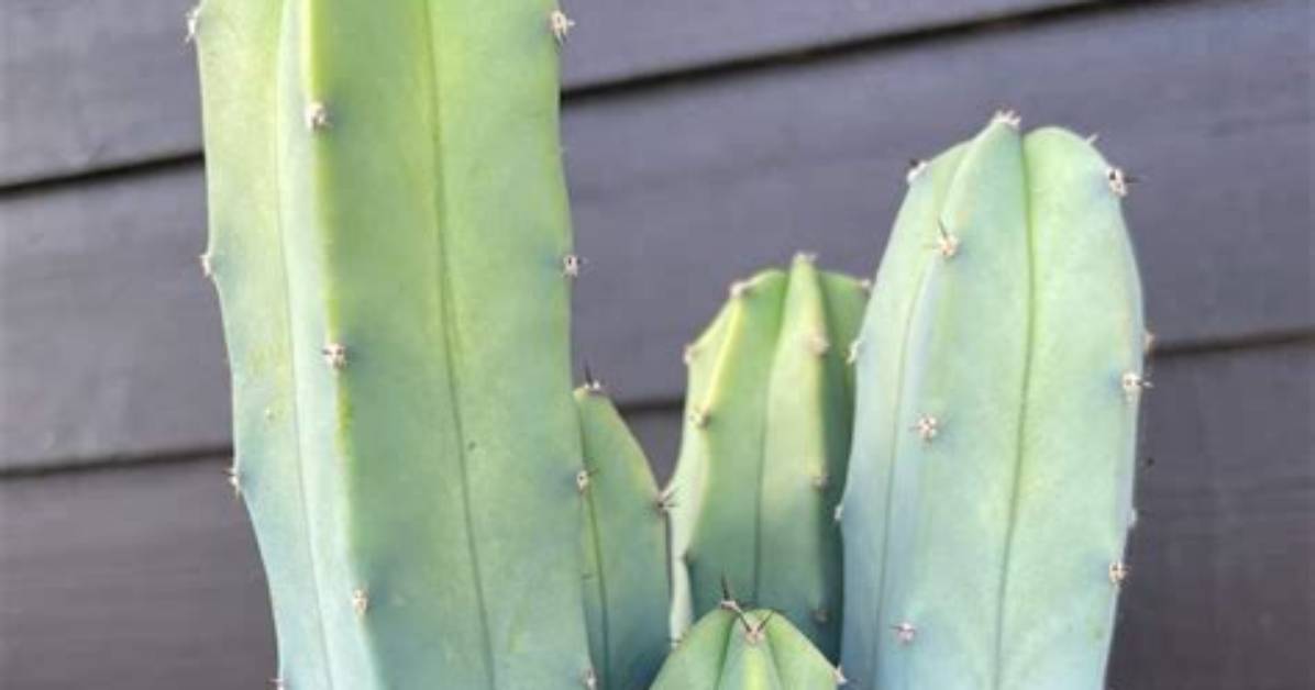 When to Fertilize Cereus?