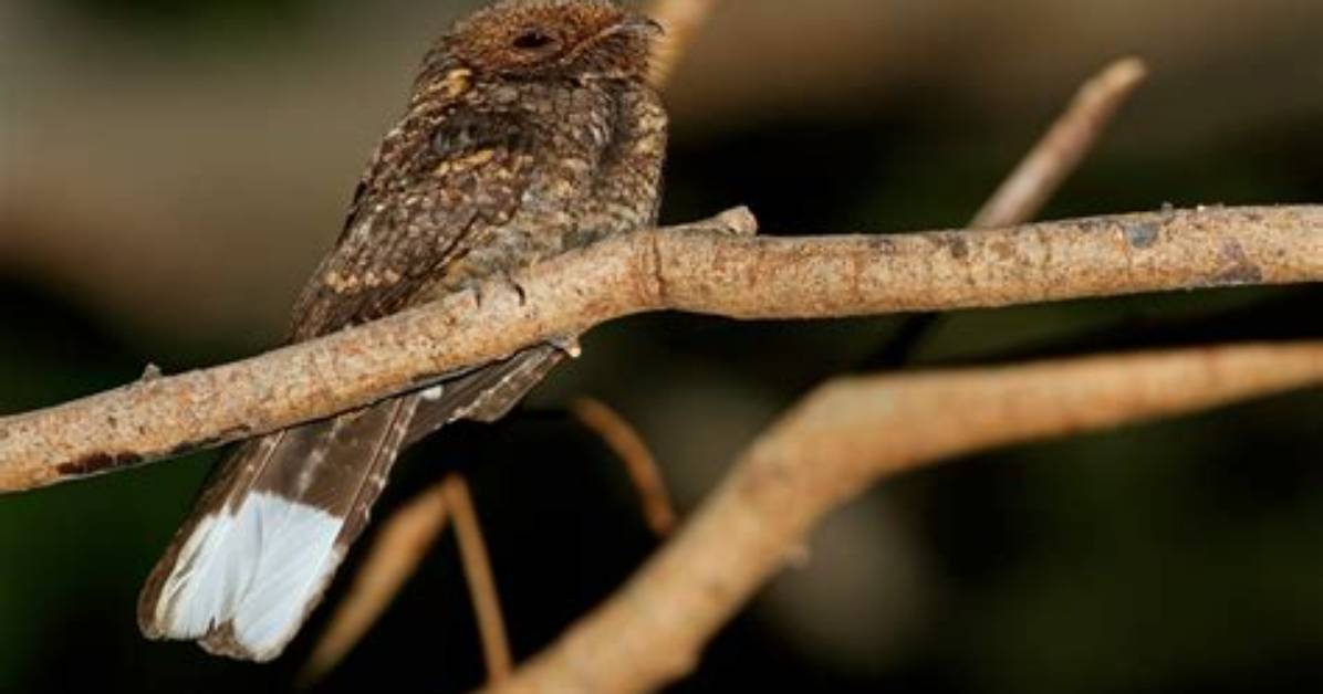 When to Find Nightjars?