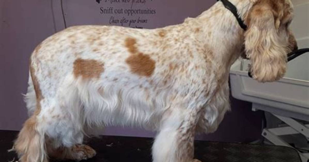 When to Groom a Cocker Spaniel?