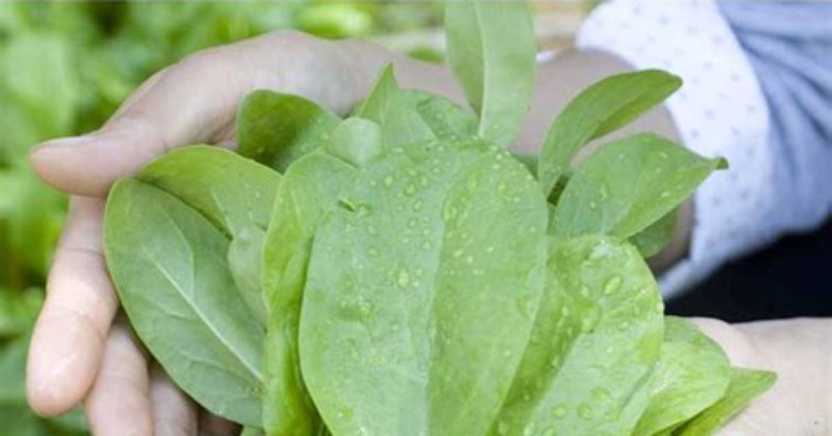When to Grow Spinach?