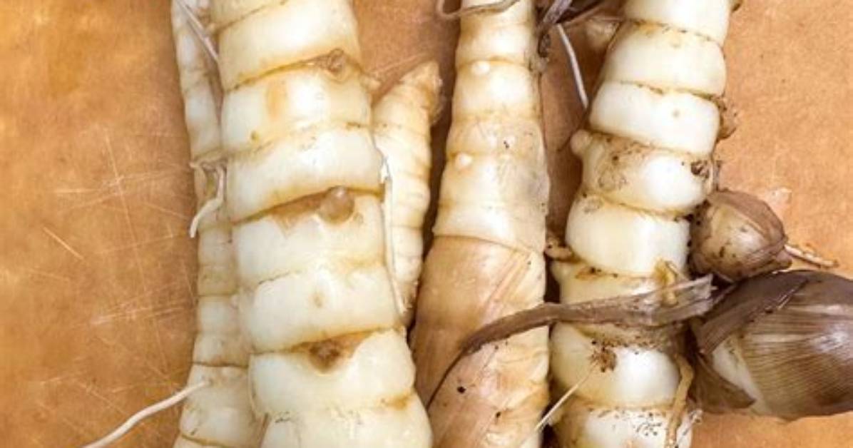 When to Harvest Arrowroot?
