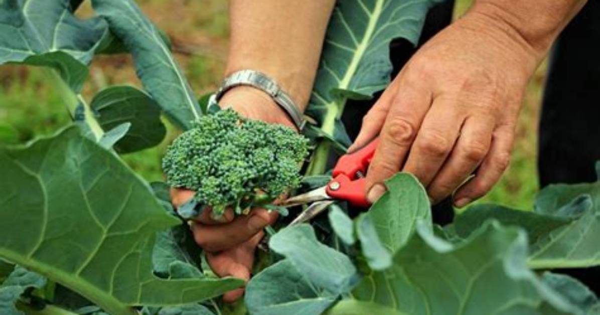 When to Harvest Broccoli?