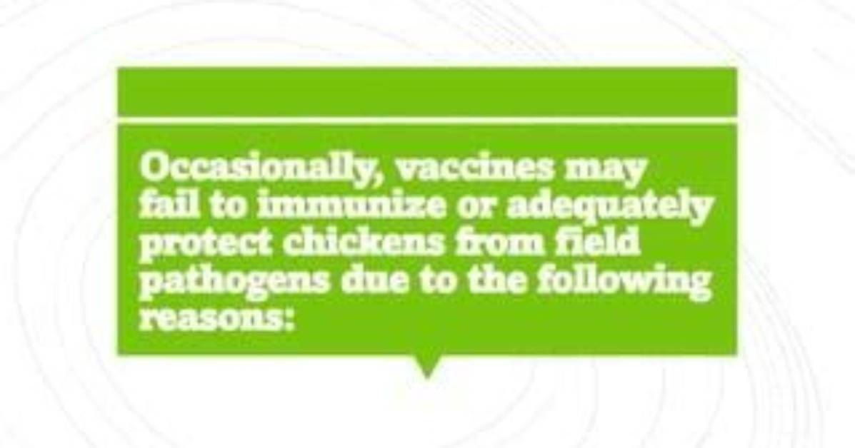 When to Immunize Chickens?