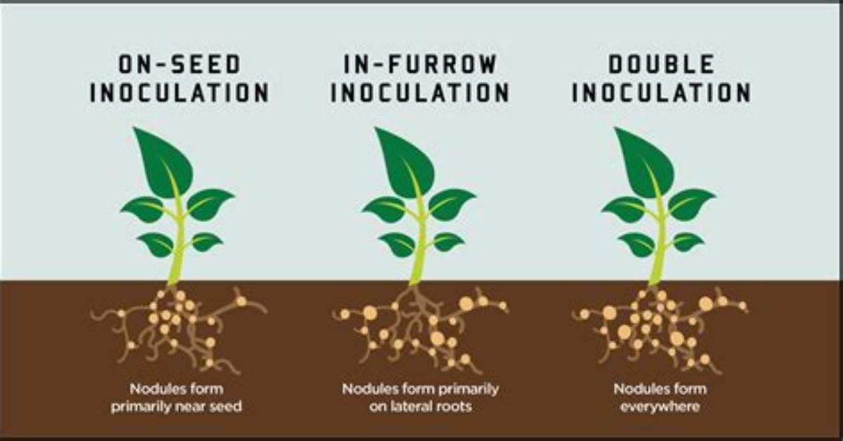 When to Inoculate Soybeans?
