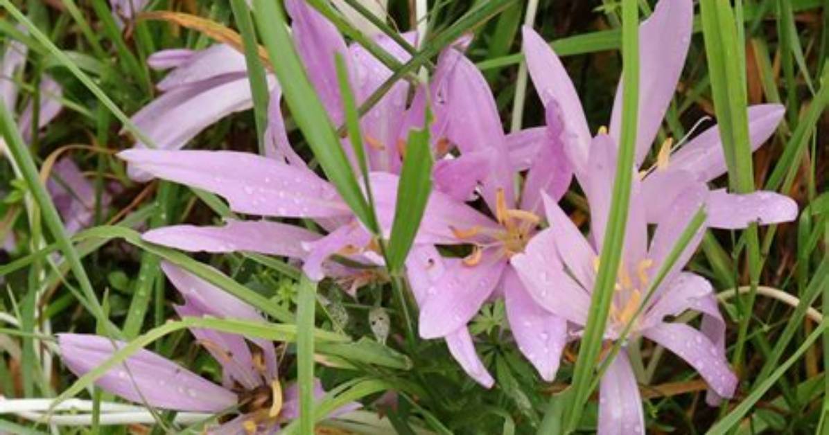When to Move Colchicum?