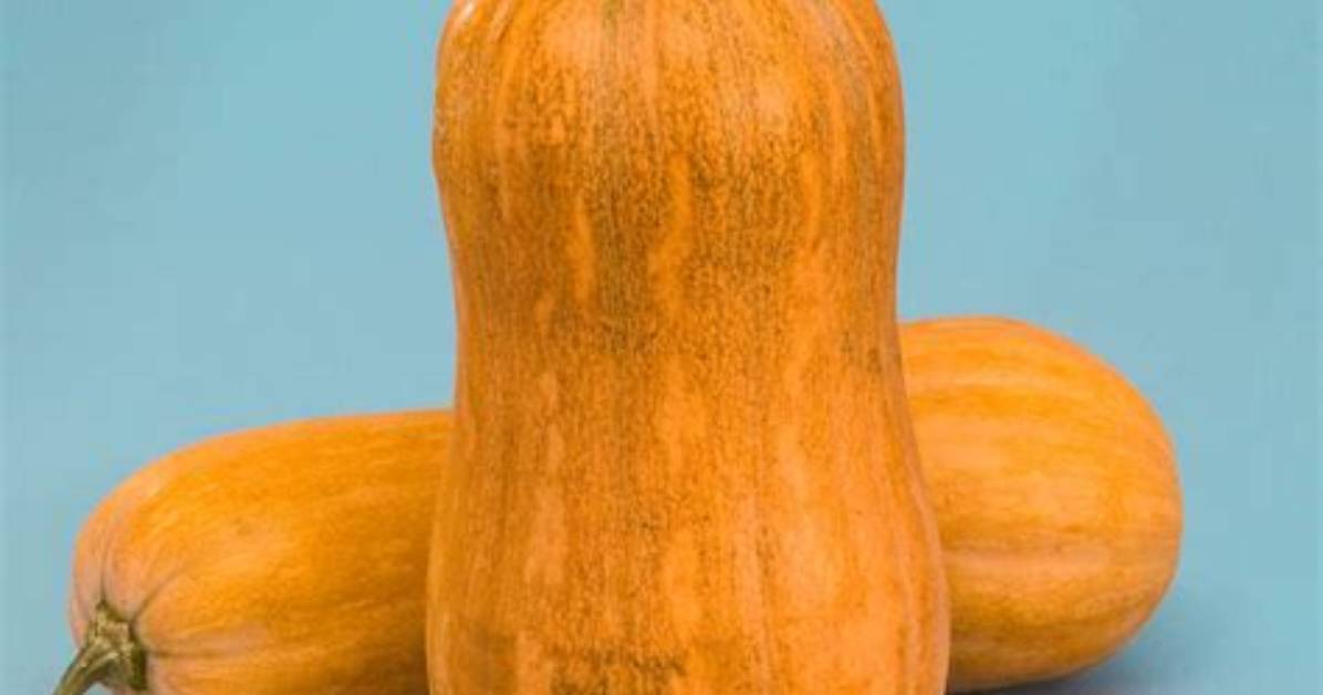 When to Pick Argonaut Squash?