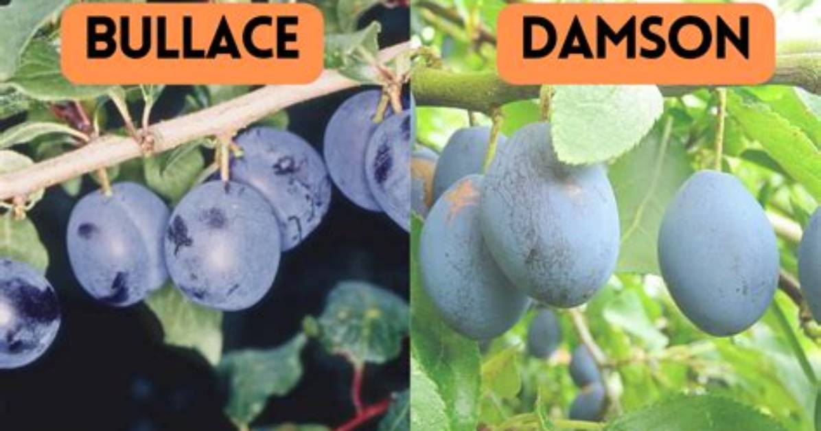 When to Pick Bullace?