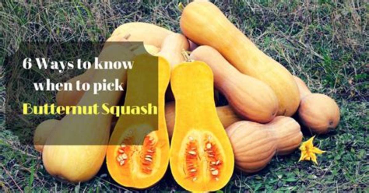 When to Pick Butternut Squash?