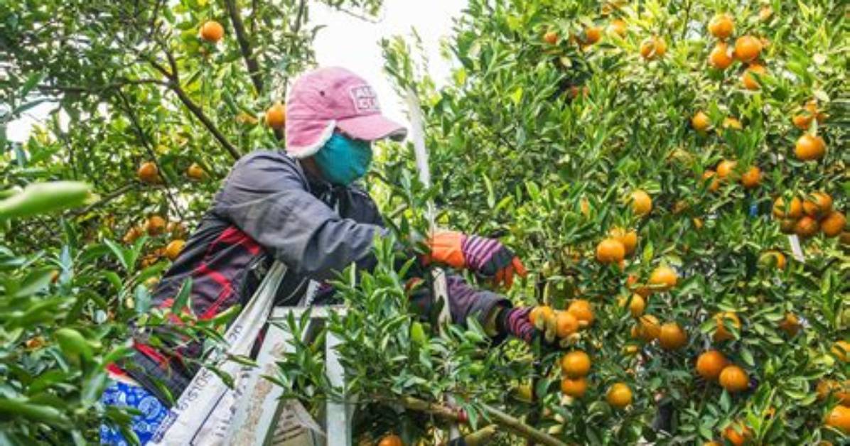 When to Pick Oranges?