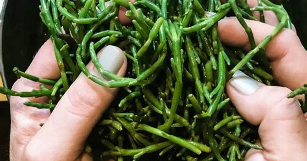 When to Pick Sea Beans?