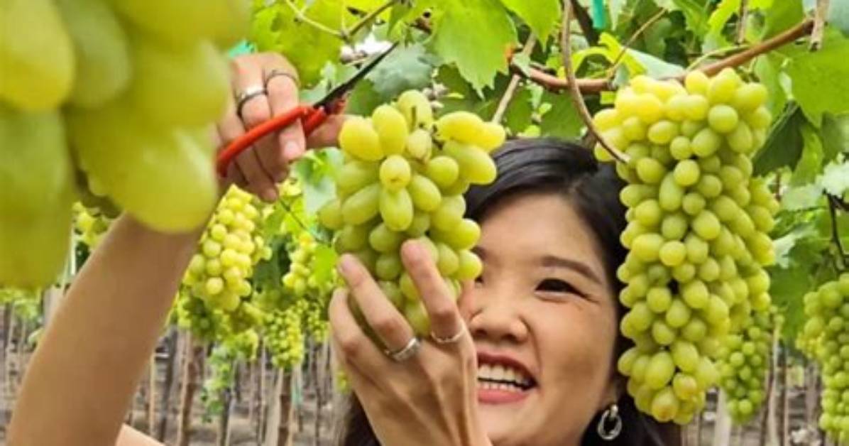 When to Pick Valiant Grapes?