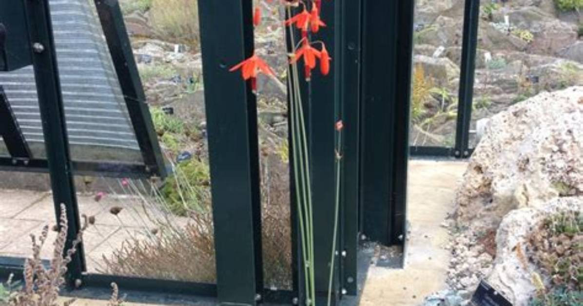 When to Plant Bessera Elegans?