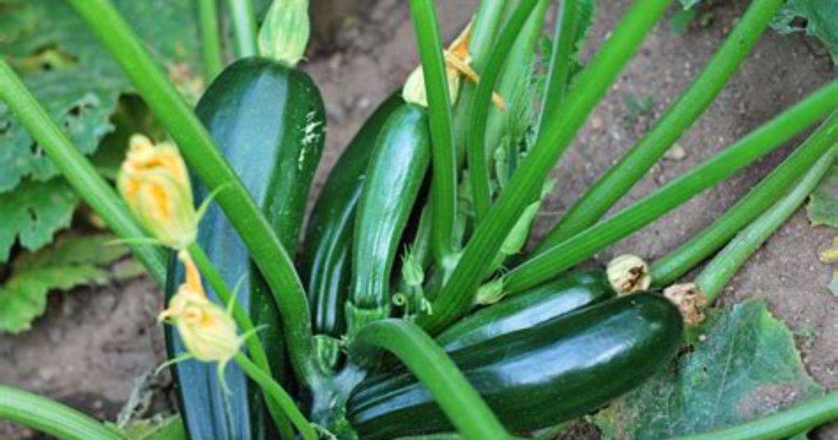 When to Plant Courgette?