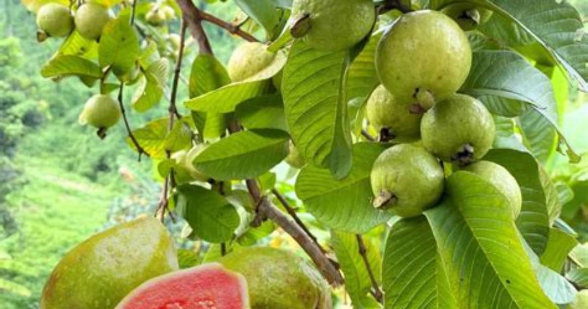 When to Plant Guava Tree?