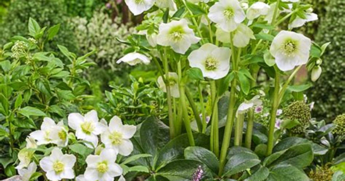 When to Plant Hellebores?