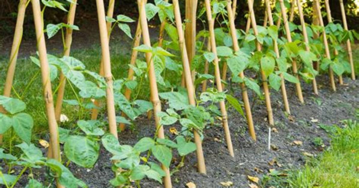 When to Plant out Runner Beans?