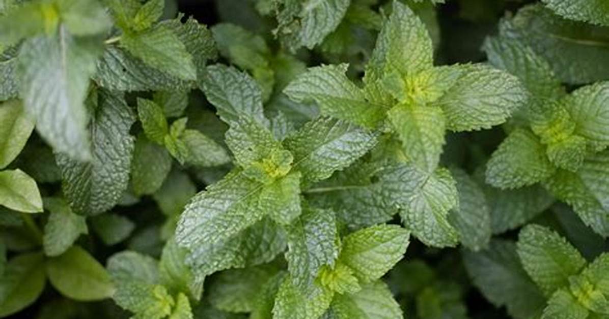 When to Plant Peppermint?
