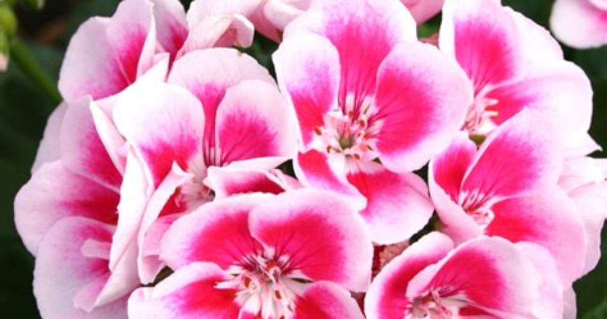 When to Plant Zonal Geranium?