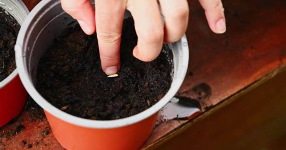 When to Pot Seeds?