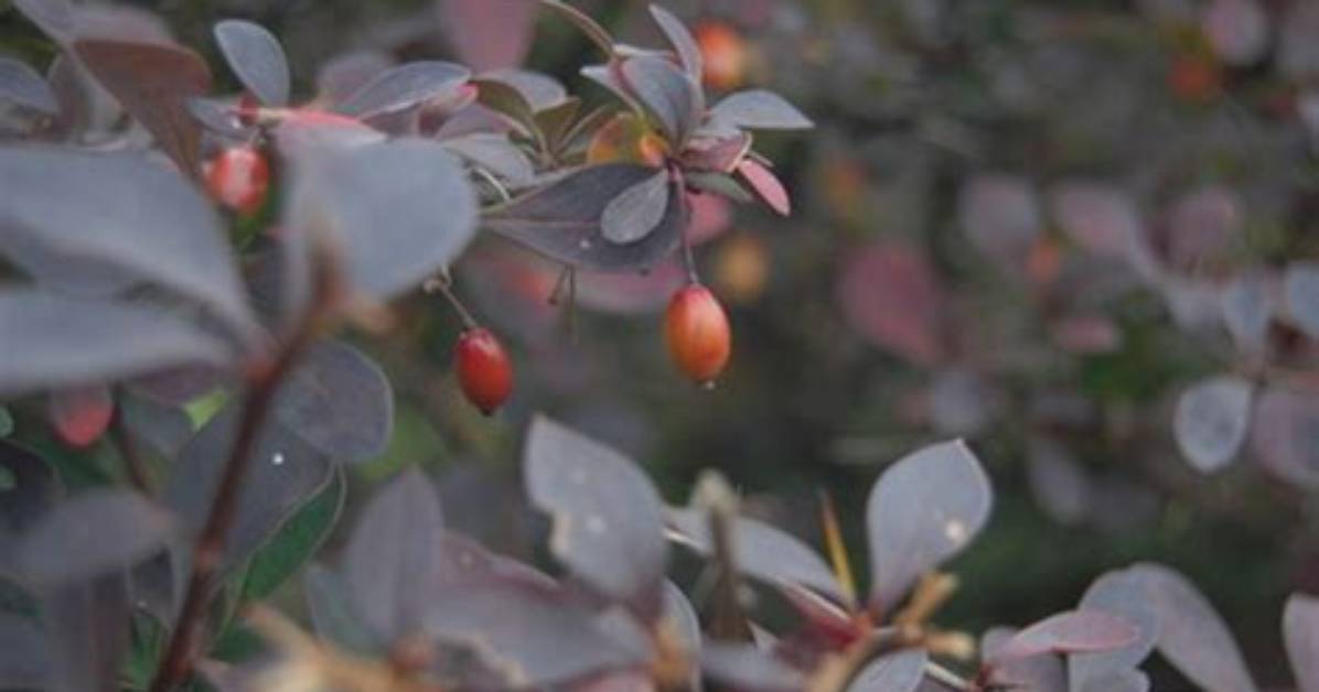 When to Propagate Berberis?