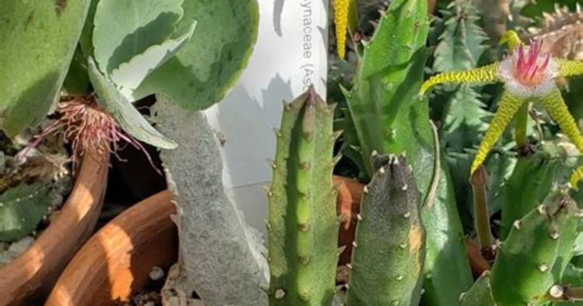 When to Propagate Stapelia?