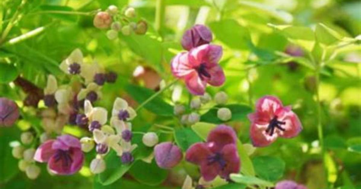 When to Prune Akebia?