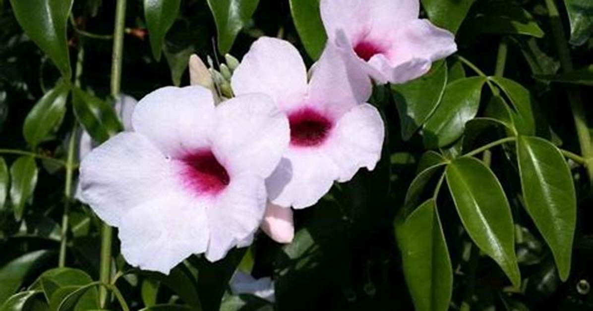 When to Prune Bignonia?