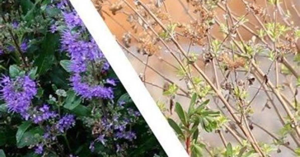 When to Prune Bluebeard Shrub?