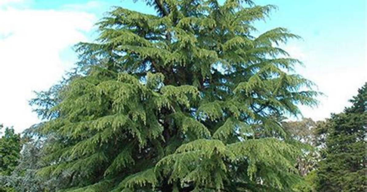 When to Prune Cedrus Deodara?