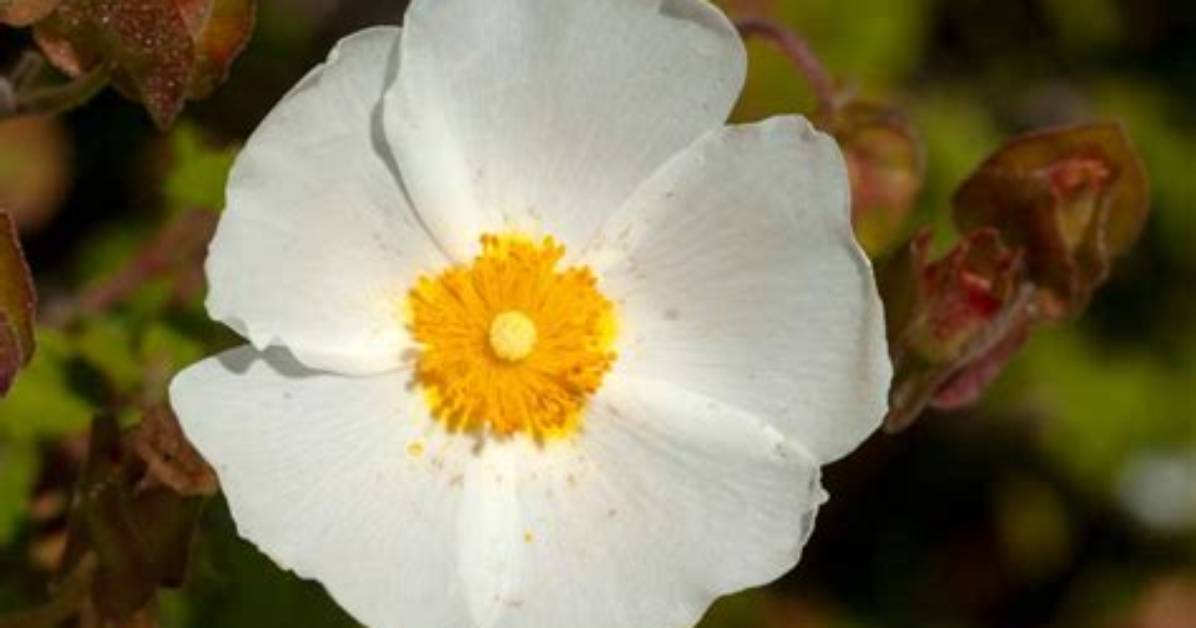 When to Prune Cistus?