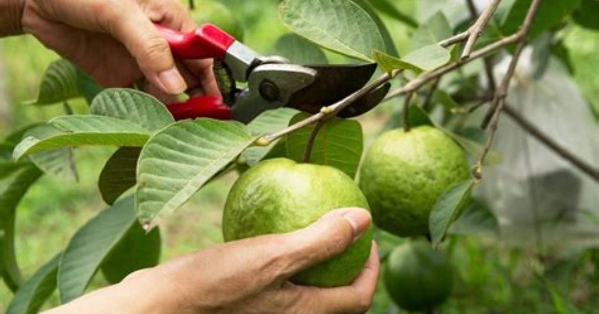 When to Prune Guava Tree?