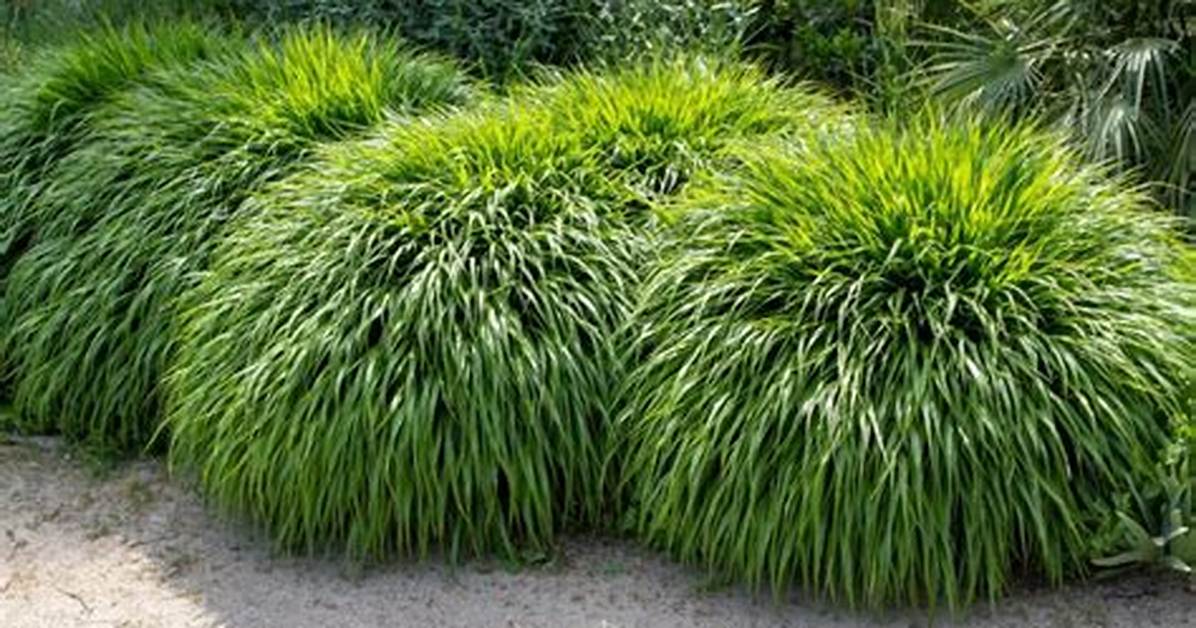 When to Prune Hakone Grass?