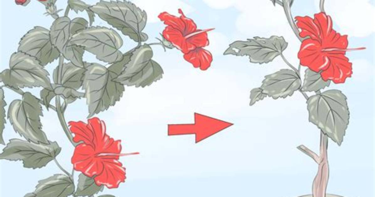 When to Prune Hibiscus?
