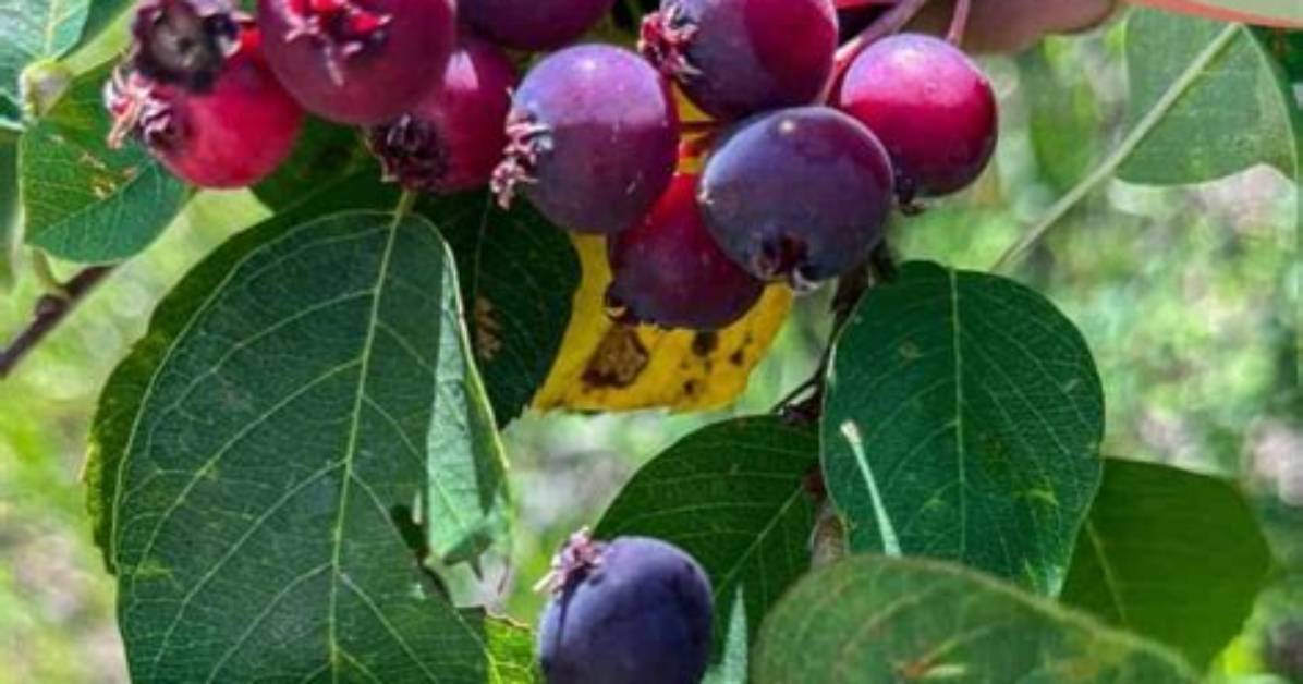 When to Prune Juneberries?