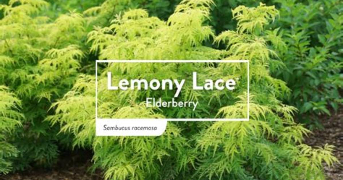 When to Prune Lemony Lace?