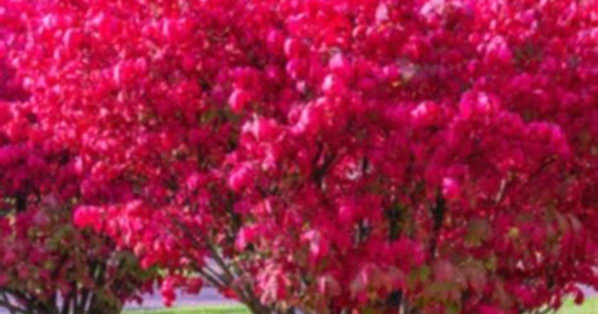 When to Prune May Bush?